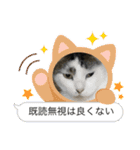 猫のスタンプ追加バージョン（個別スタンプ：29）