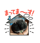 まんまる黒ちゃん（個別スタンプ：1）