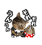 猫(キジとトラ)日常で使えるスタンプ④（個別スタンプ：6）