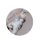 おみず大好き猫のふーちゃん（個別スタンプ：5）