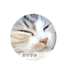 おみず大好き猫のふーちゃん（個別スタンプ：6）