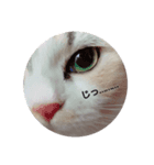 おみず大好き猫のふーちゃん（個別スタンプ：7）