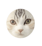 おみず大好き猫のふーちゃん（個別スタンプ：8）