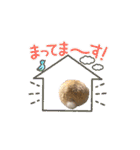 モルモットとうさぎとかめ（個別スタンプ：10）
