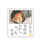 モルモットとうさぎとかめ（個別スタンプ：11）