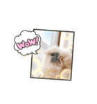 モルモットとうさぎとかめ（個別スタンプ：15）