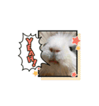 モルモットとうさぎとかめ（個別スタンプ：17）