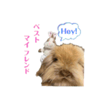 モルモットとうさぎとかめ（個別スタンプ：24）