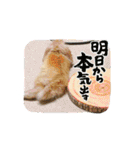 モルモットとうさぎとかめ（個別スタンプ：32）