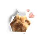 モルモットとうさぎとかめ（個別スタンプ：39）