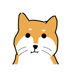 Shibainuuuuu！（個別スタンプ：11）