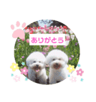 モコモコビションフリーゼのサランとポエム（個別スタンプ：2）