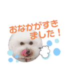 モコモコビションフリーゼのサランとポエム（個別スタンプ：14）