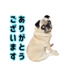パグと猫とチワワ（個別スタンプ：1）