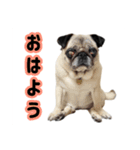 パグと猫とチワワ（個別スタンプ：2）