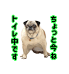 パグと猫とチワワ（個別スタンプ：4）