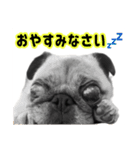 パグと猫とチワワ（個別スタンプ：5）