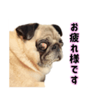 パグと猫とチワワ（個別スタンプ：6）