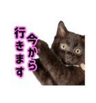 パグと猫とチワワ（個別スタンプ：7）