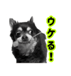 パグと猫とチワワ（個別スタンプ：8）