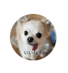 犬と電車（個別スタンプ：1）