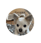 犬と電車（個別スタンプ：3）