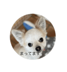 犬と電車（個別スタンプ：8）