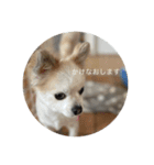 犬と電車（個別スタンプ：9）
