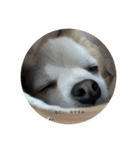 犬と電車（個別スタンプ：11）