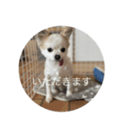 犬と電車（個別スタンプ：15）