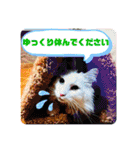 ねこねここころ 3（個別スタンプ：4）