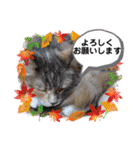 ねこねここころ 3（個別スタンプ：10）