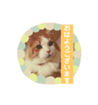 ねこねここころ 3（個別スタンプ：14）