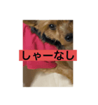 カヌレとぴーす（個別スタンプ：6）
