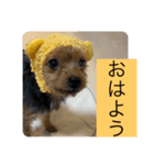 カヌレとぴーす（個別スタンプ：8）