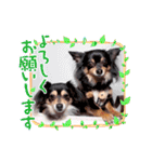 Kojiromaru＆Jubee5（個別スタンプ：6）