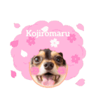 Kojiromaru＆Jubee5（個別スタンプ：25）