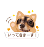 Kojiromaru＆Jubee5（個別スタンプ：29）