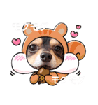 Kojiromaru＆Jubee5（個別スタンプ：30）