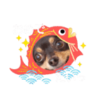 Kojiromaru＆Jubee5（個別スタンプ：31）