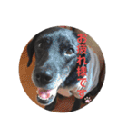 【限定】ysさんfamily（個別スタンプ：1）