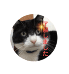 【限定】ysさんfamily（個別スタンプ：2）