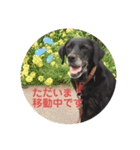 【限定】ysさんfamily（個別スタンプ：3）