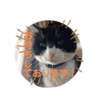 【限定】ysさんfamily（個別スタンプ：4）