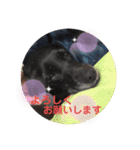 【限定】ysさんfamily（個別スタンプ：5）