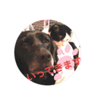 【限定】ysさんfamily（個別スタンプ：10）
