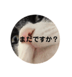 【限定】ysさんfamily（個別スタンプ：11）