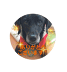 【限定】ysさんfamily（個別スタンプ：15）