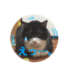 【限定】ysさんfamily（個別スタンプ：20）