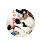 【限定】ysさんfamily（個別スタンプ：23）